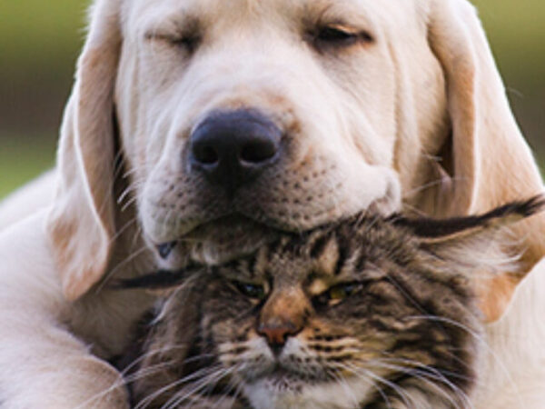 Dog breeds that get along with cats