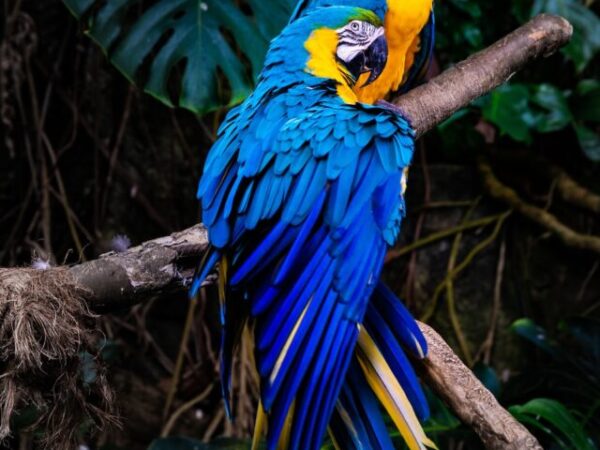 10 Smartest Birds in the World