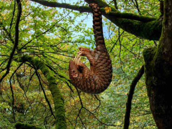 Animals that sleep on trees