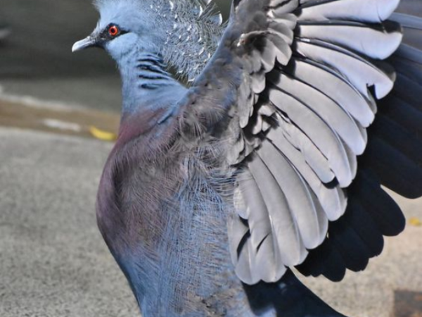 Most beautiful pigeons in the world
