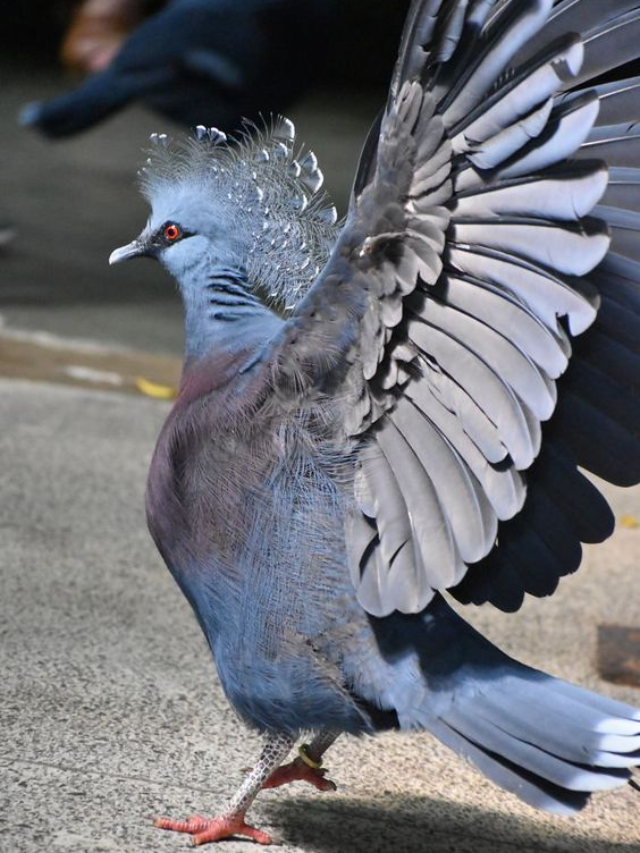 Most beautiful pigeons in the world