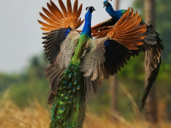 Most Beautiful Peacock Species in The World