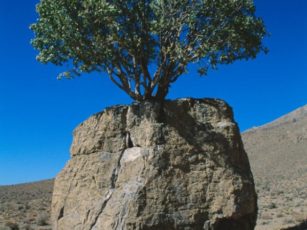 Oldest Trees in the World