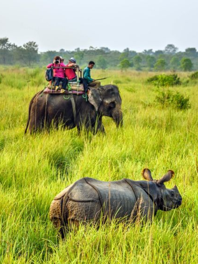 Best Wildlife Safaris to explore in India
