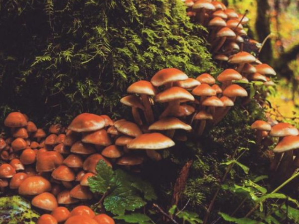 10 Reasons Why Mushroom Is A Superfood