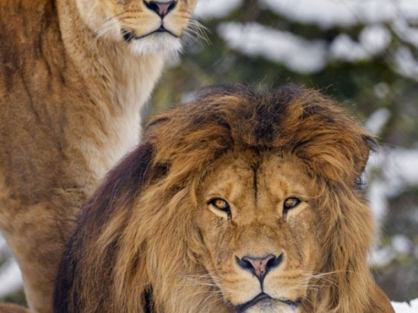 10 Animals that Hunt Lions