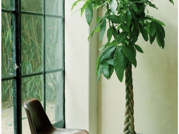 Indoor Plants that Reduce Noise Pollution
