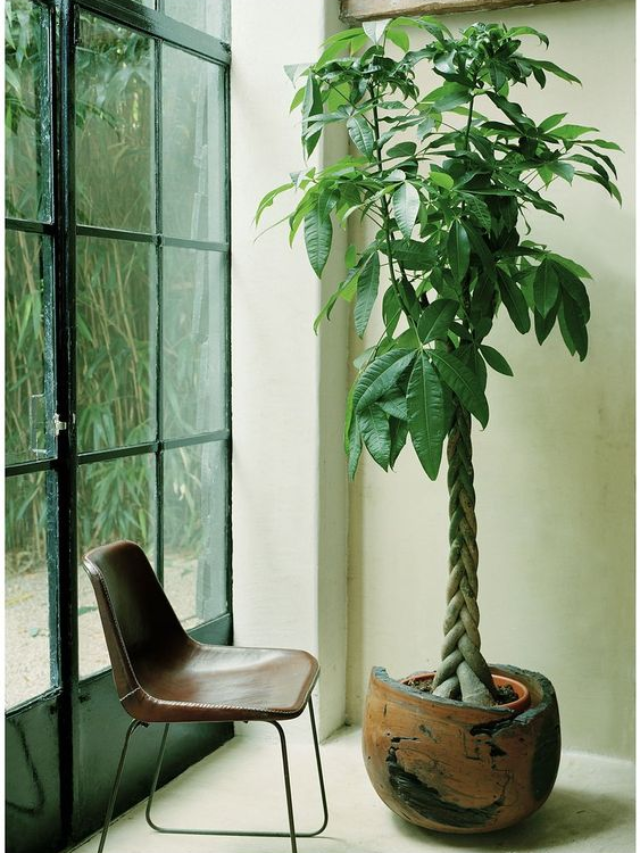 Indoor Plants that Reduce Noise Pollution