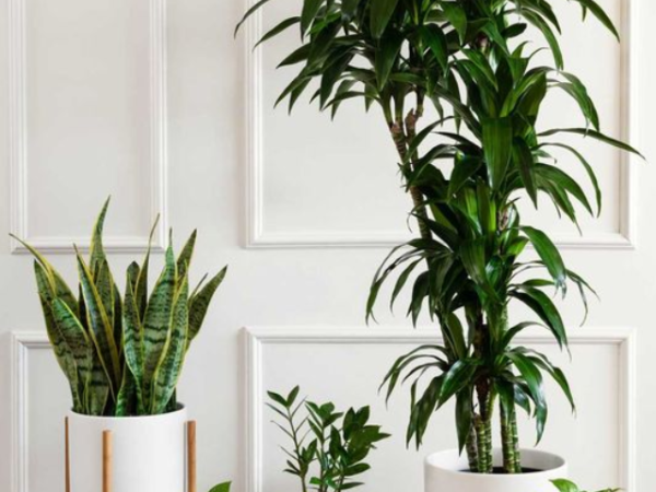 Seven Plants To Keep In Study Room