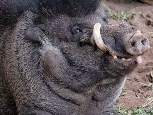 10 Animals that eat their own babies