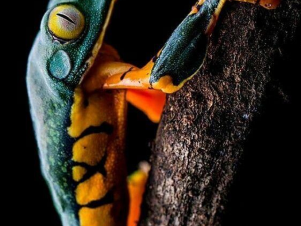 Most Dangerous Animals Of Amazon Rainforest