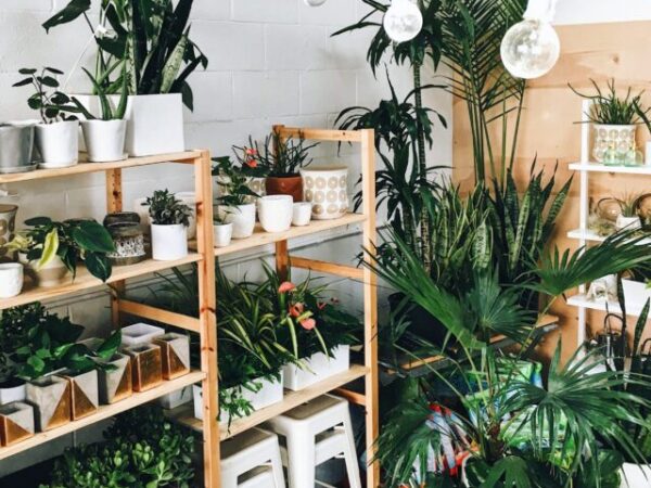 Best Indoor Plants for Health