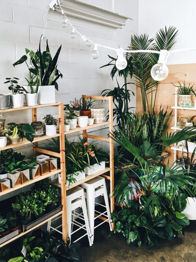 Best Indoor Plants for Health