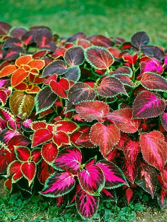 Top 10 Plants With Colourful Leaves