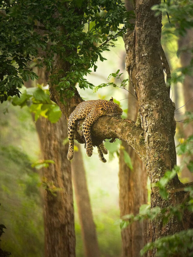Top 10 Animals that Sleep on Trees