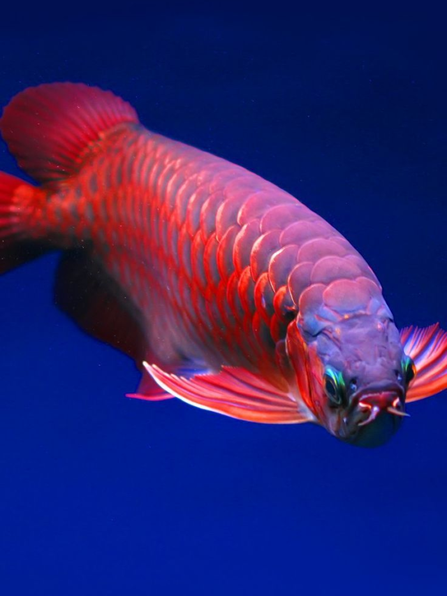 The 10 Most Expensive Fish That Are Tasty to Eat