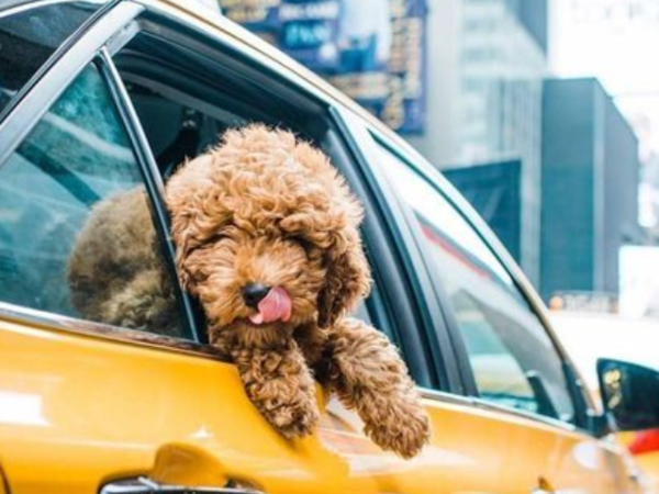 10 Unique Dog-Friendly Activities to Do in USA