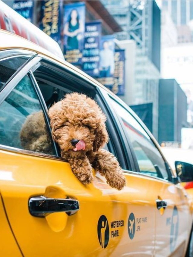 10 Unique Dog-Friendly Activities to Do in USA
