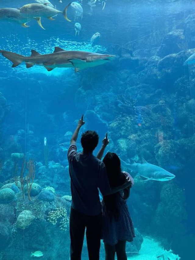 Discover 10 Fascinating Aquariums Worth Visiting